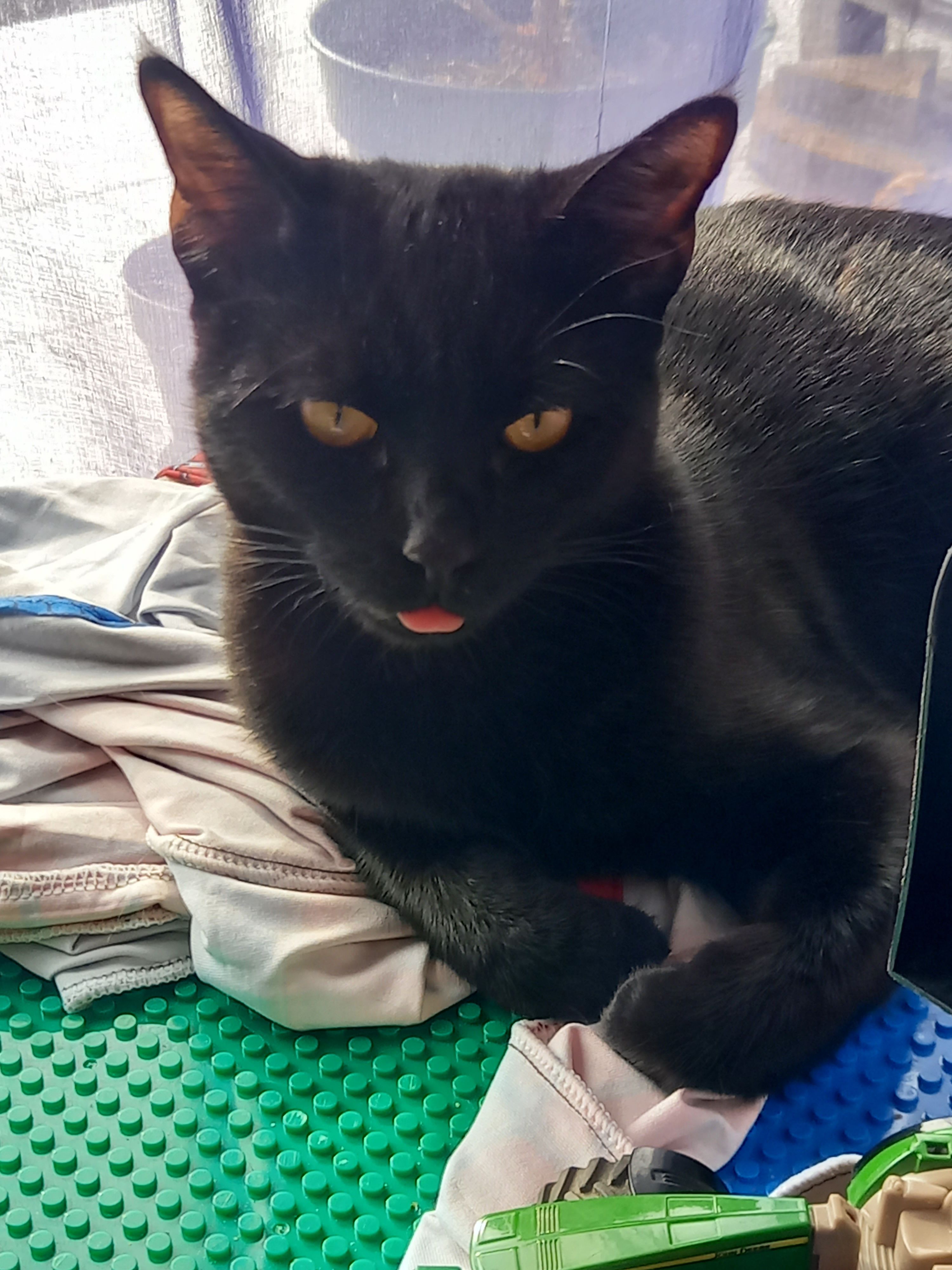 Prunelle  - 271 Rue des Cigales, Pont-Saint-Esprit