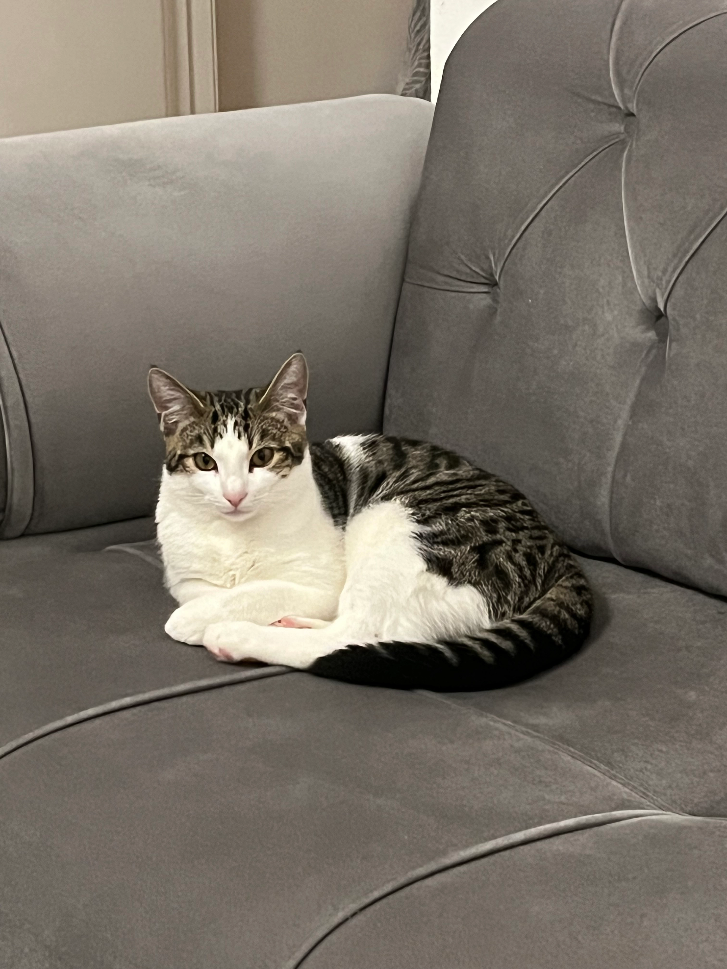 Frodo - Somers Road, Leicester