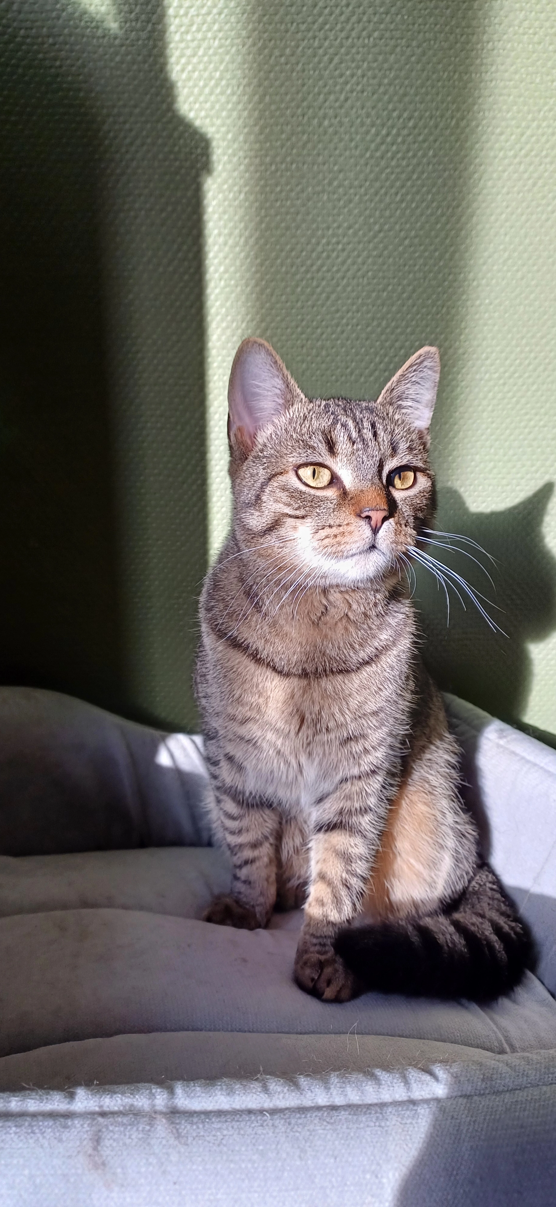 Gaston - Molenveldweg, Bornem