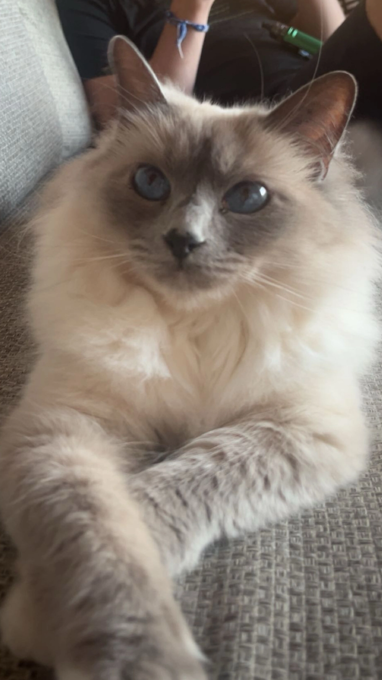 Tequila - 27 Chemin Lou Casteou Nègre, Hyères