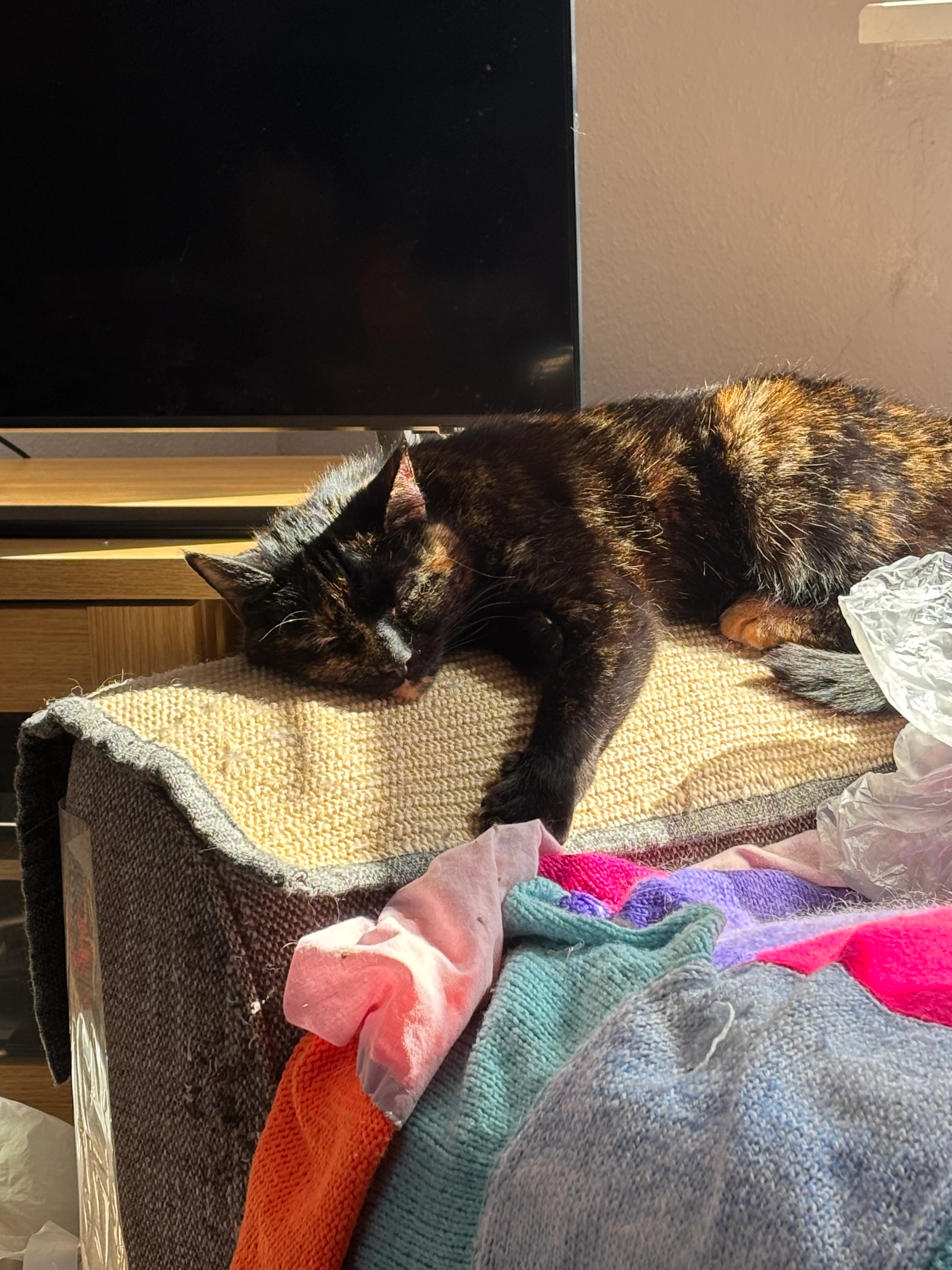 Sally - Canons Road, Ware