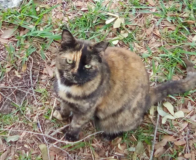 MewMew - Dunn Avenue, Jacksonville