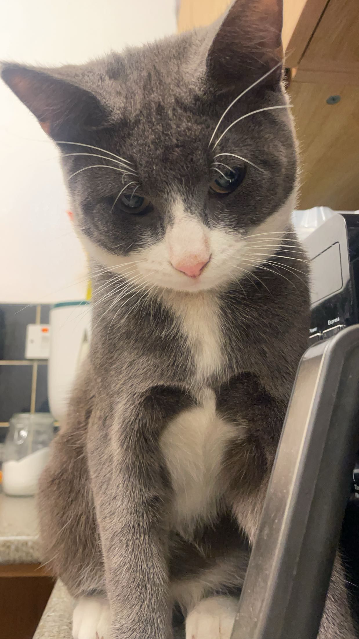 Rocky - Boundary Road, Norwich