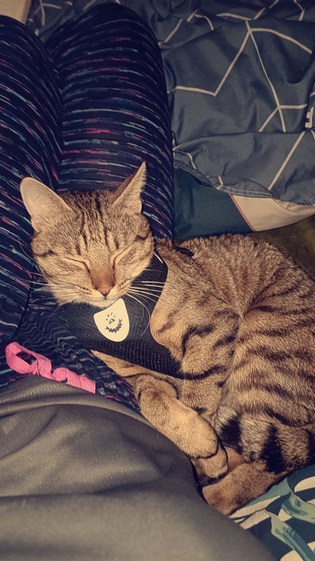 Darcey  - Gldani II m/r, Avchala