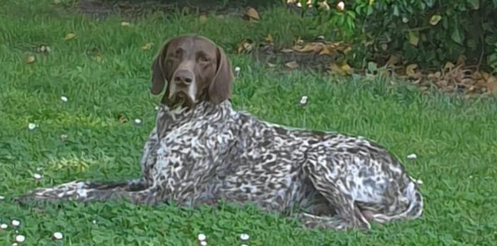 Fredo - Hauptstraße 10, Mockrehna