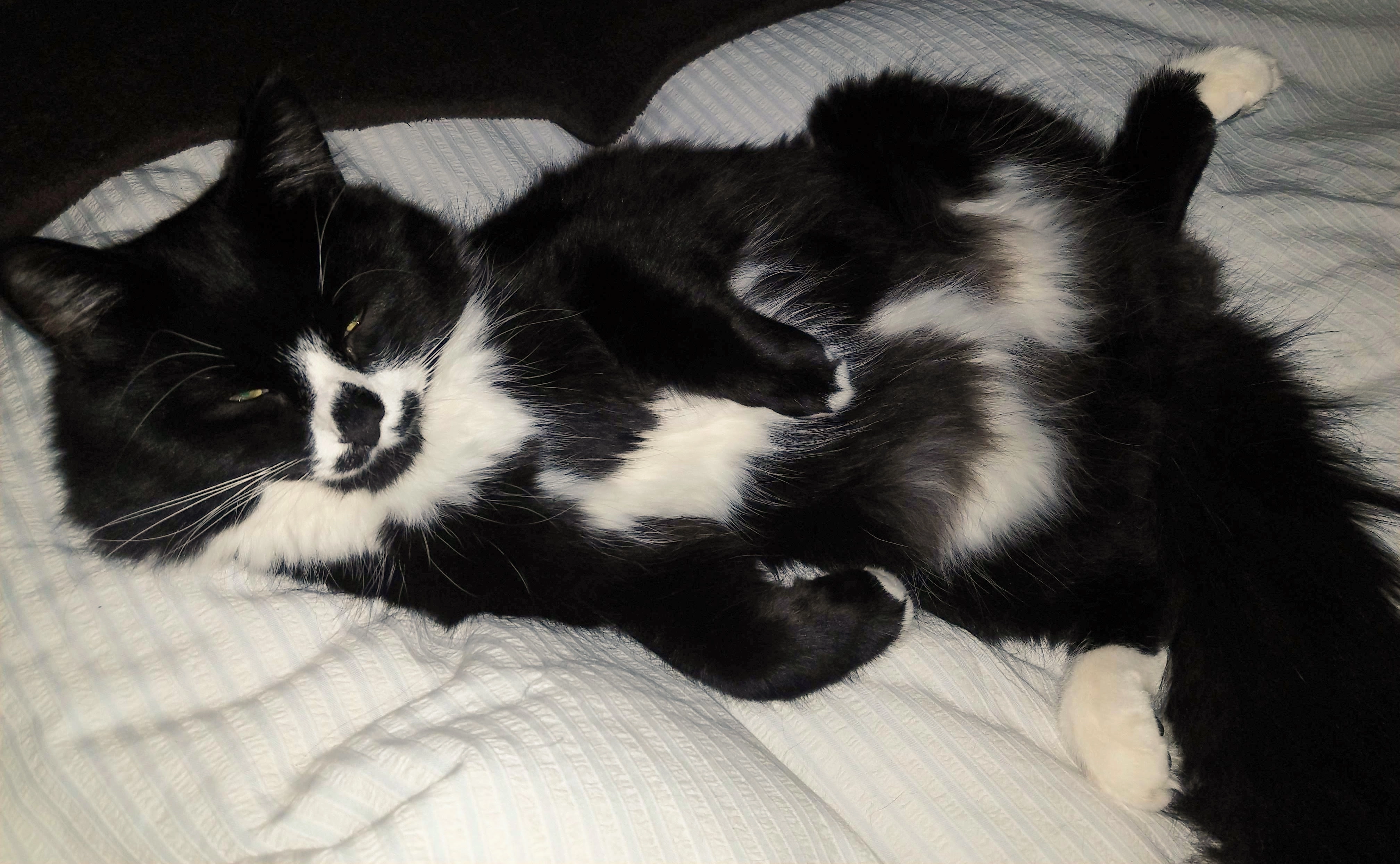 Tux - Tilehurst Road, Reading