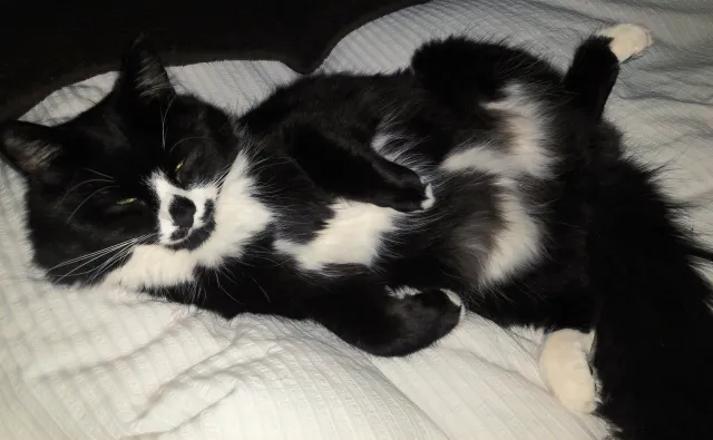 Tux - Tilehurst Road, Reading