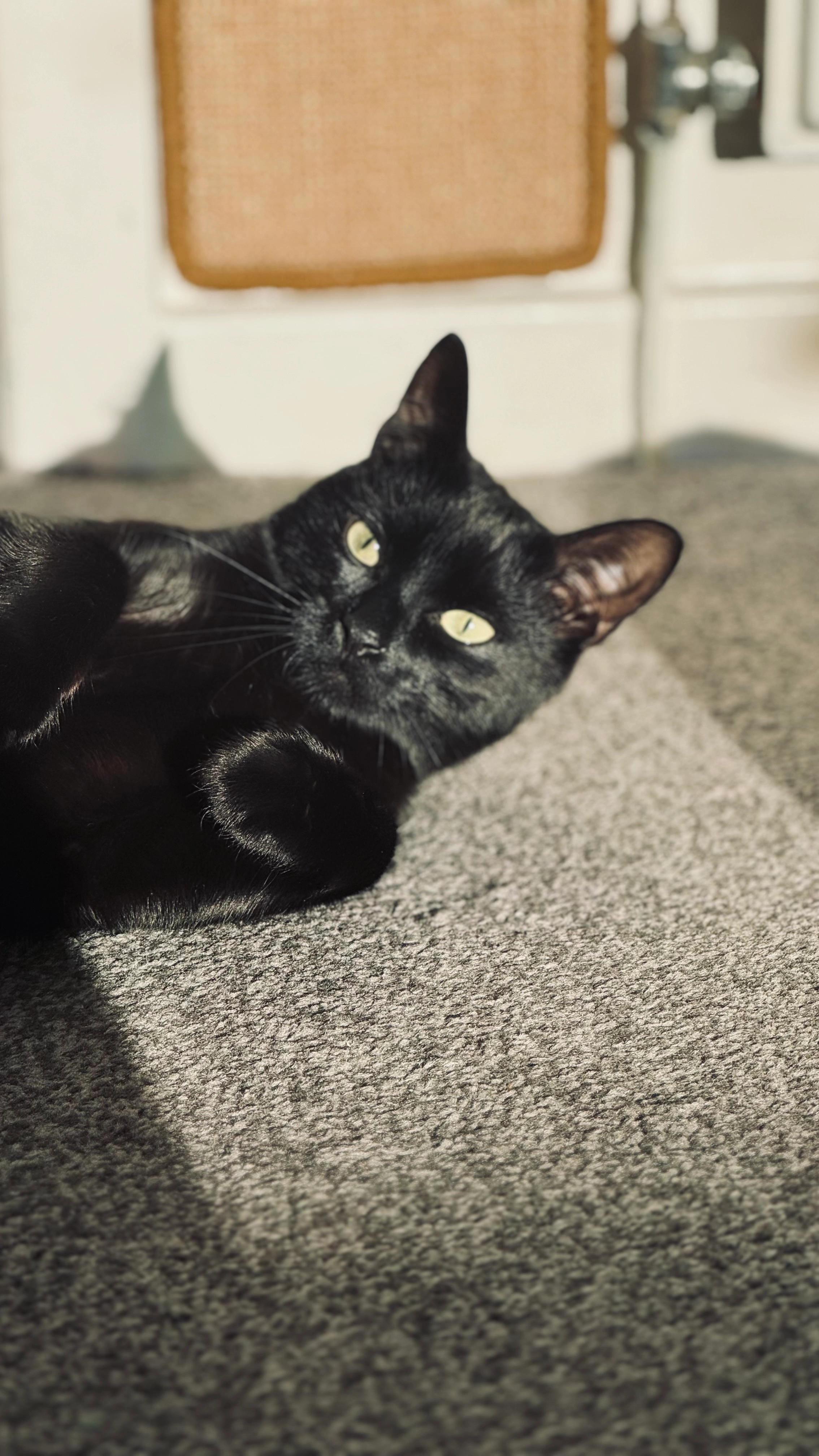 Feneggan - Laburnum Street, Rossendale