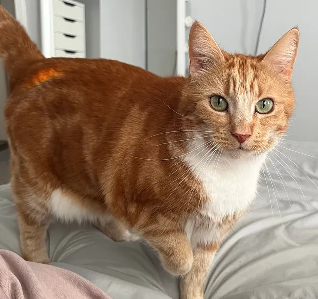 Tommy - Anglesey Close, Ashford
