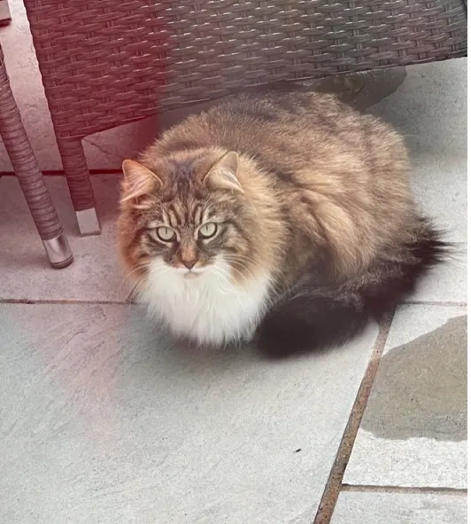 Nylah - Hickory Gardens, Southampton