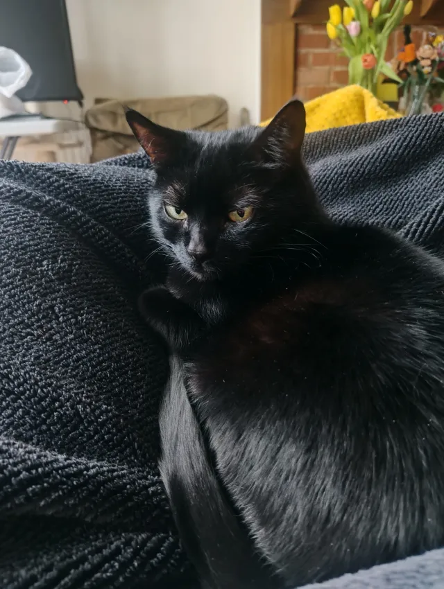 Baloo - The Hollands, Worcester Park