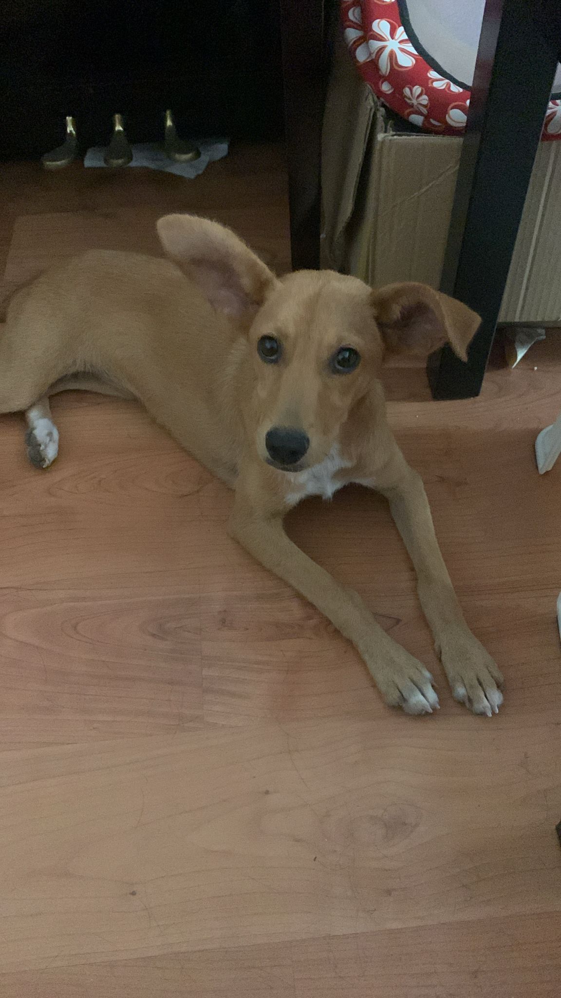 Kira - Cz Romana, Figueres