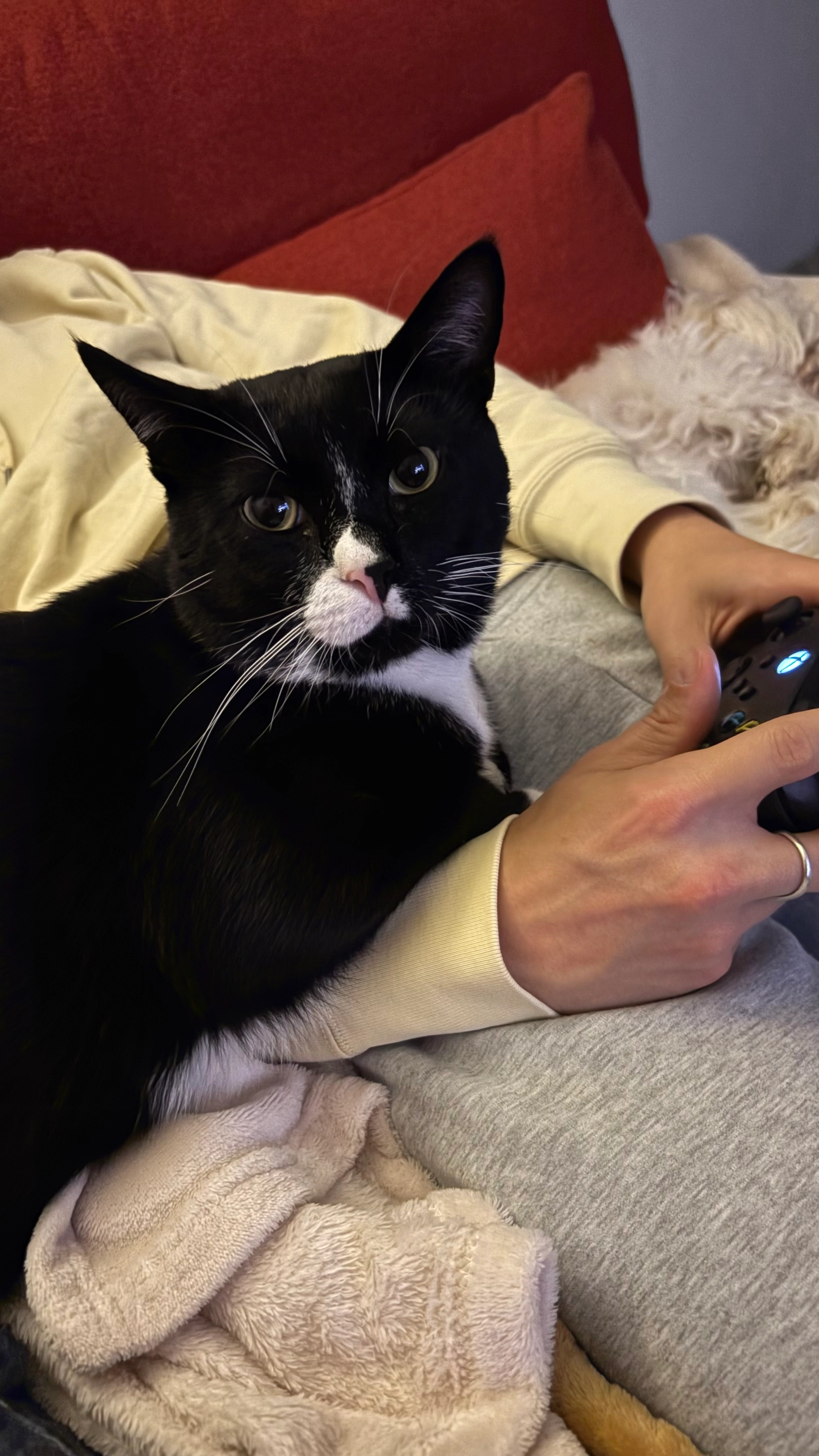 Pitou - Rue Des Glycines, Houplines