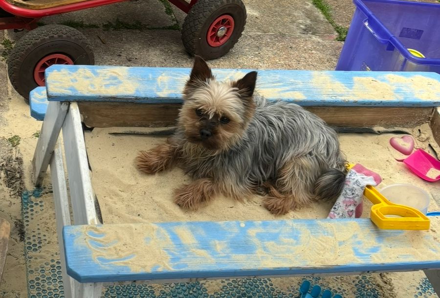 Eddie - Glanhafan, Solva