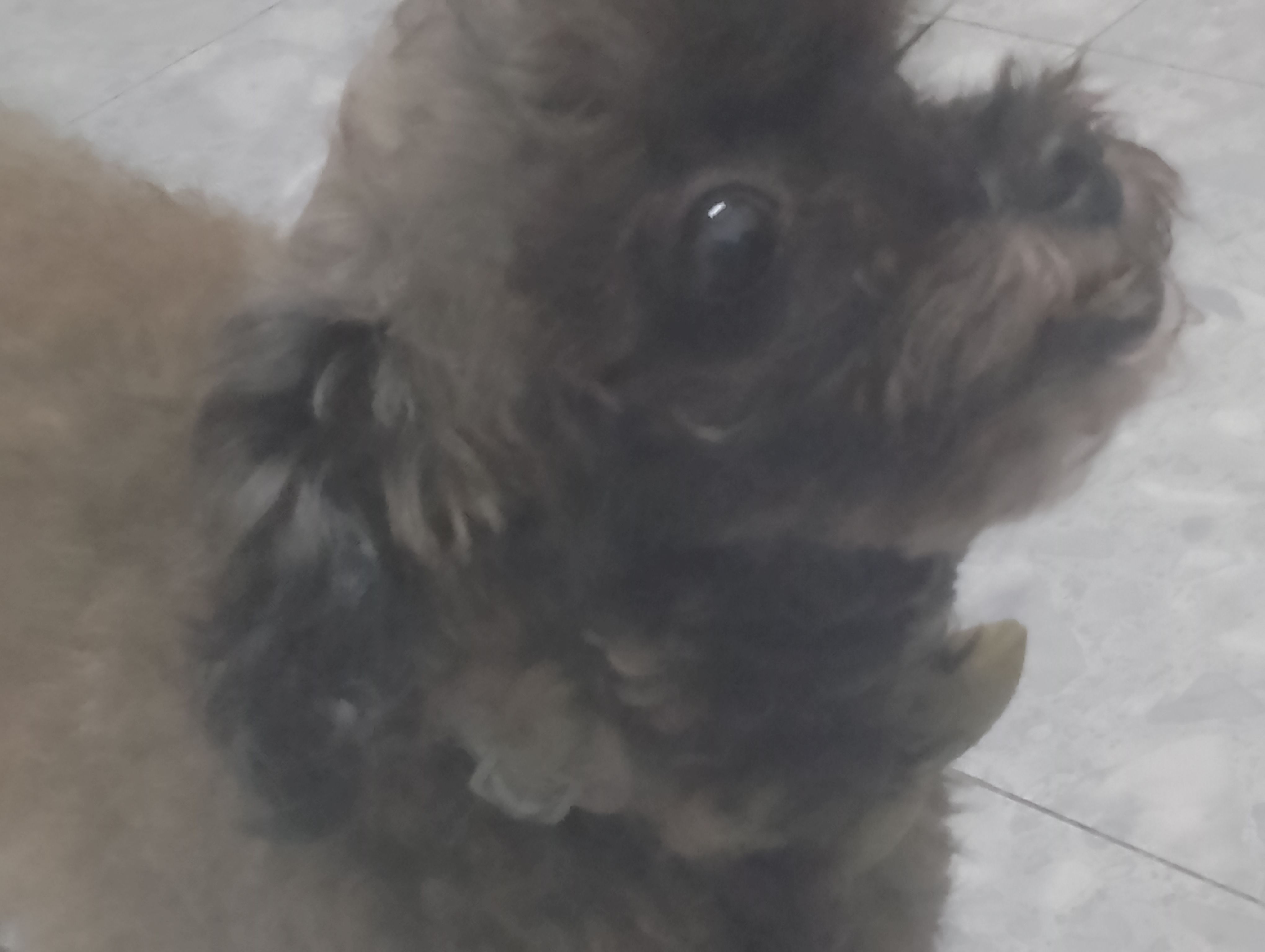 Jennie - 14100, Simpang Ampat