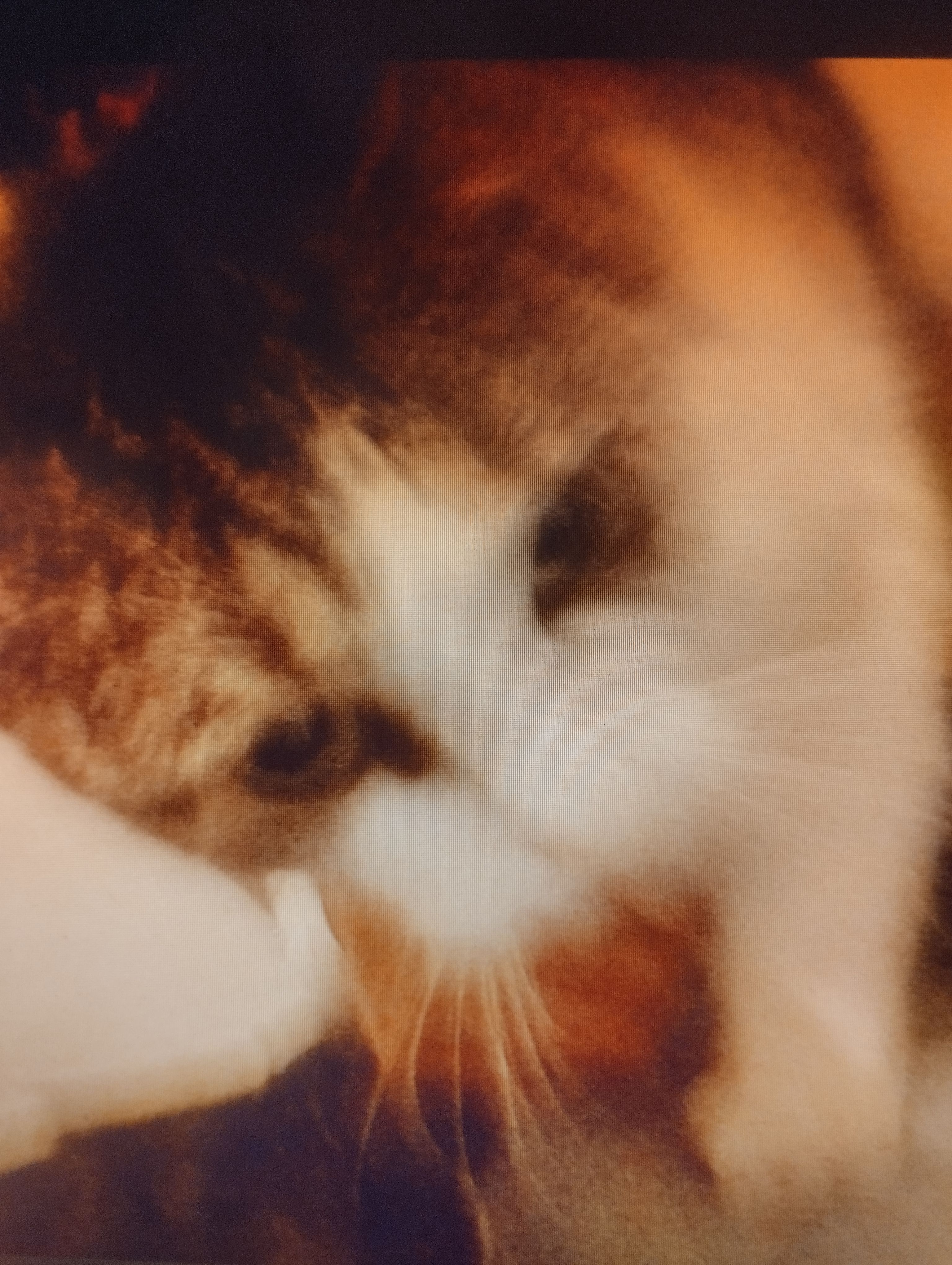 Mourek  - Mírová, Dubí