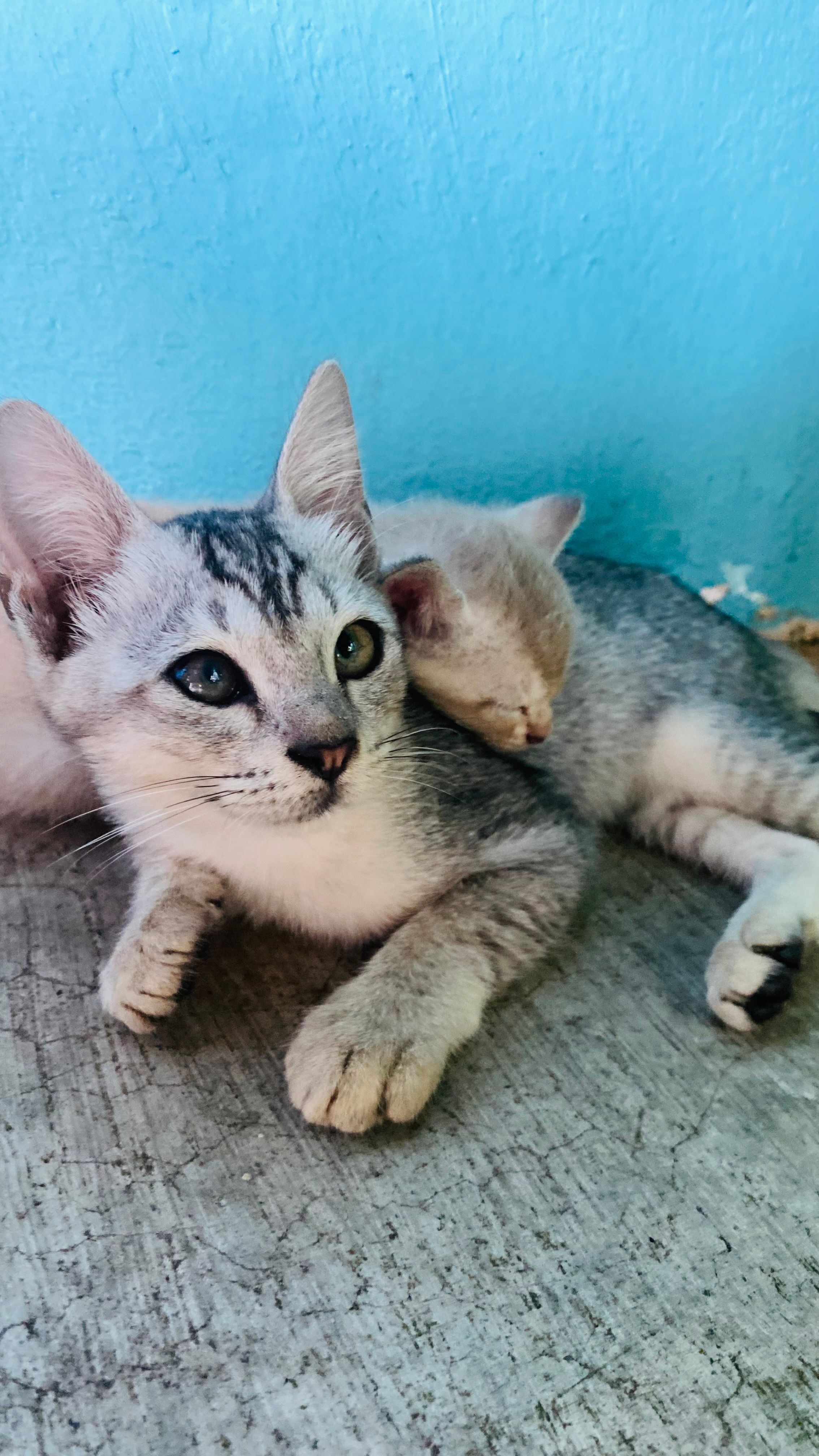 meow meow - Jalan Silat Sinding 10, Pulai