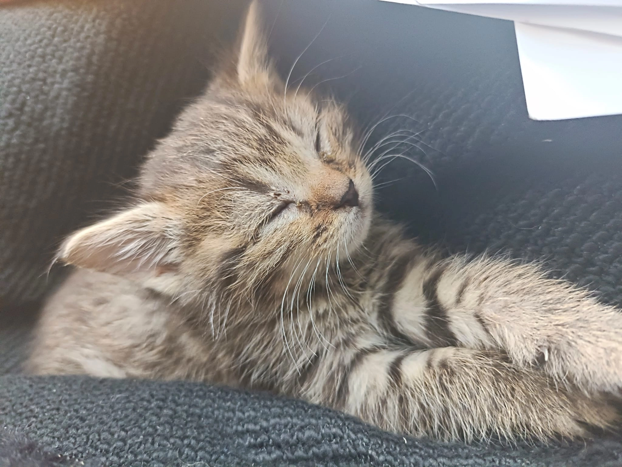 Karl - Allée De La Cerisaie, Poitiers