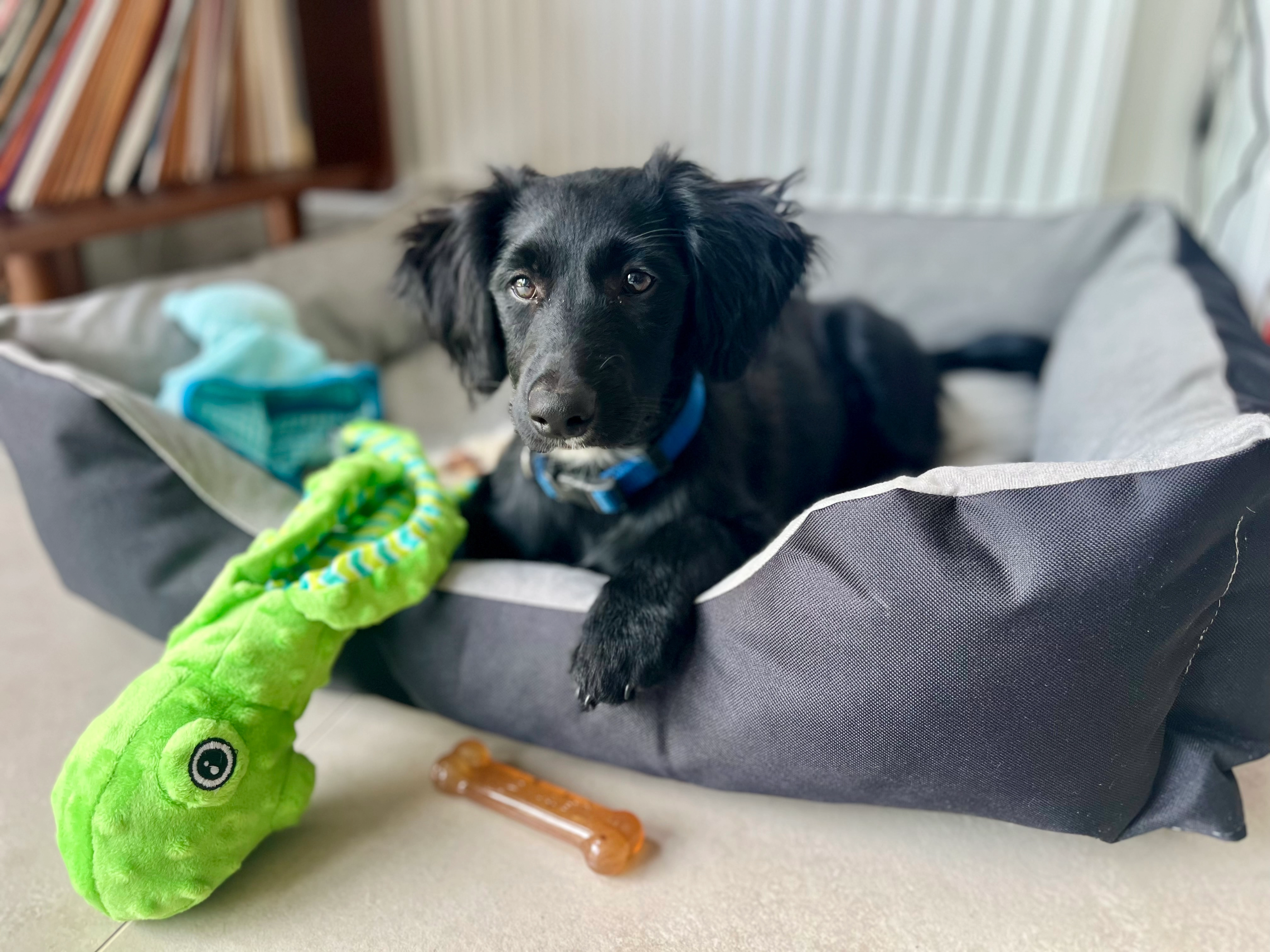 Phoenix - Lorzestraat 40, Dessel