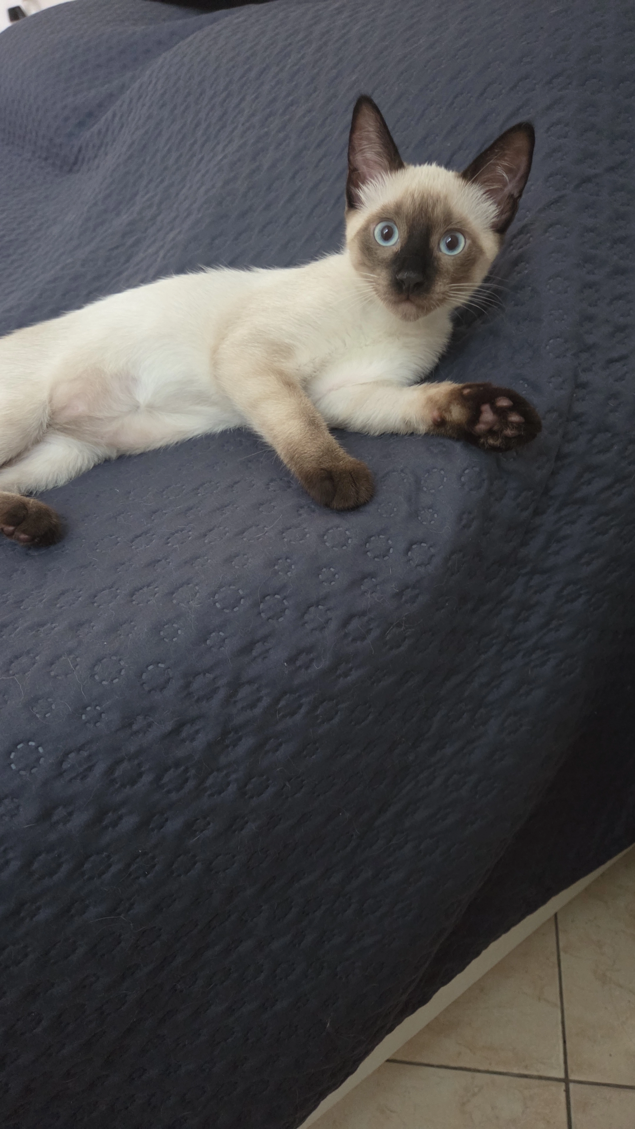 Sakura - Calle Molí 45, Argentona