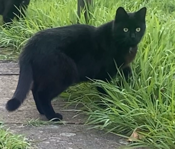 Tiger  - Naggertstraße, Bielefeld