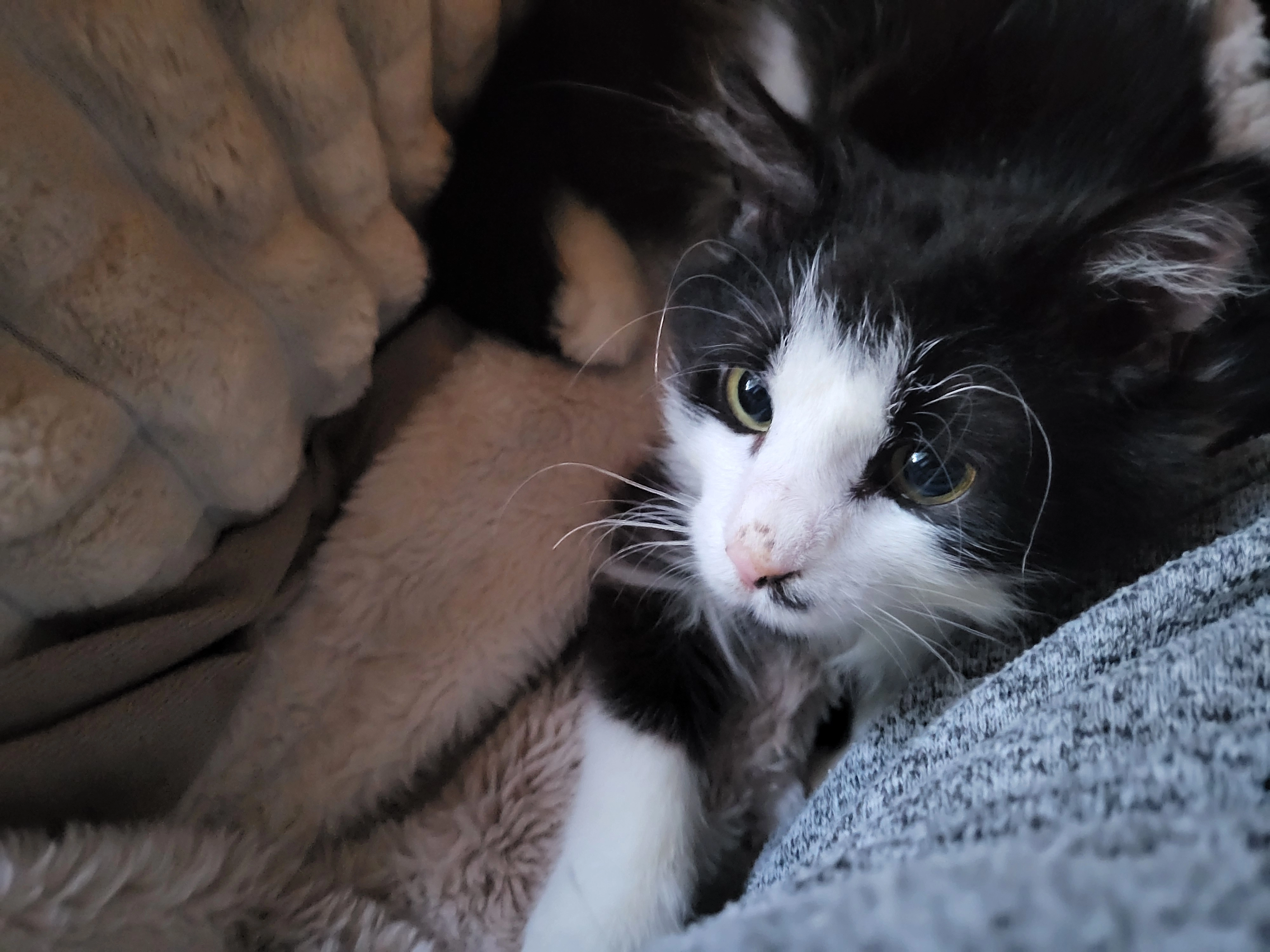 Teddie - Durmelaan 3, Lokeren