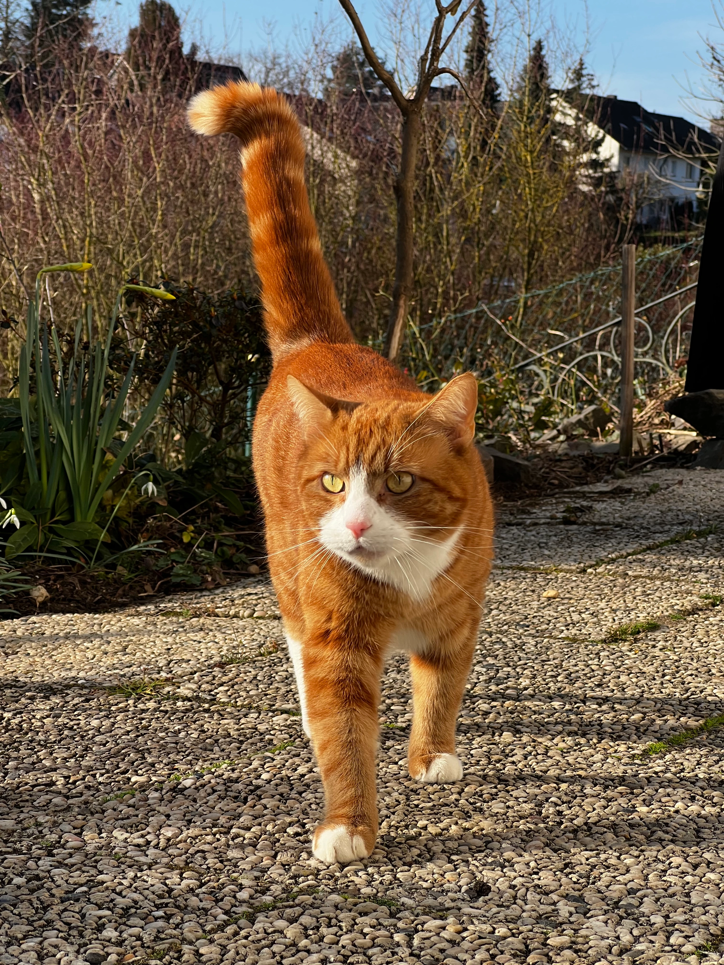 Olli - Görreshof, Alfter