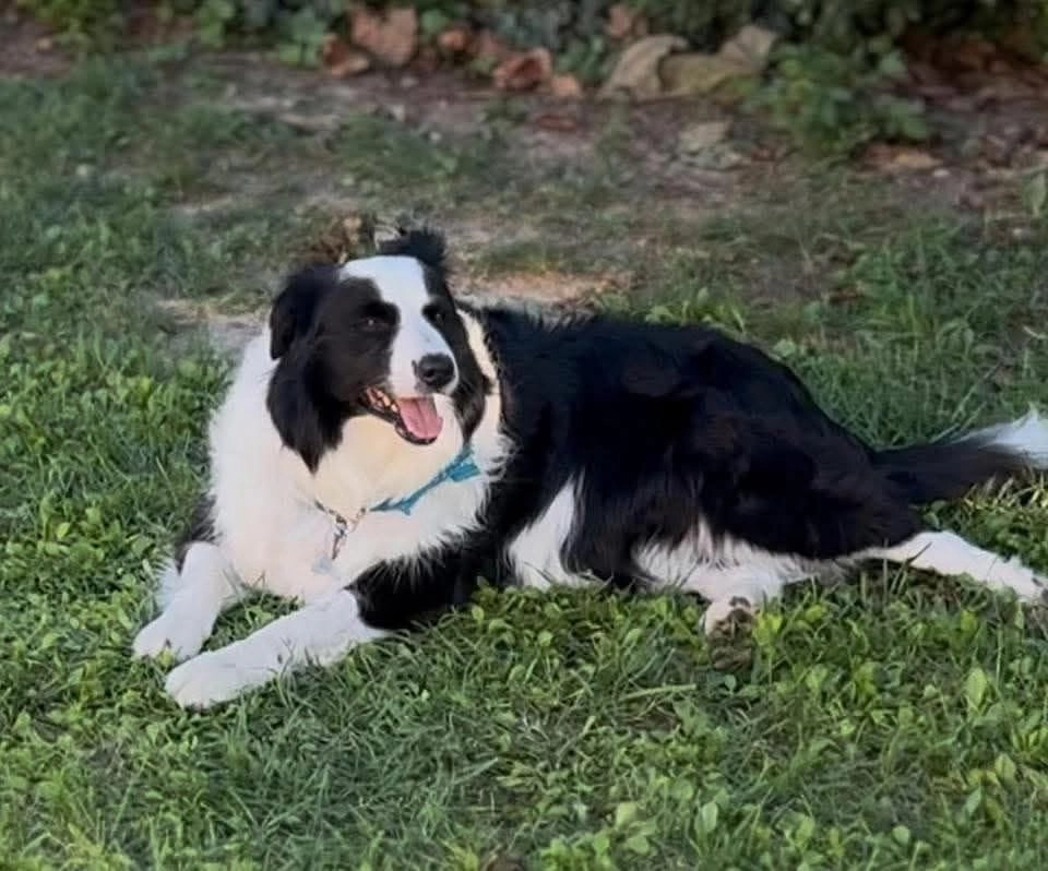 Bobo  - Via Rio Marano, Cesena