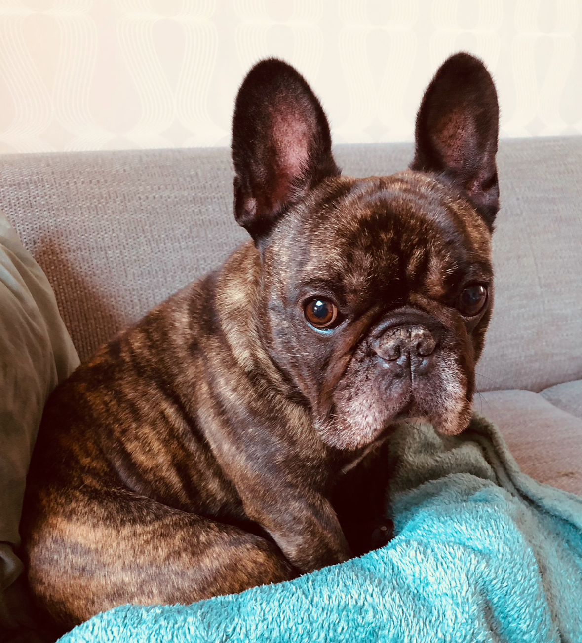 Poppi - Plumerlaan 11, Ieper