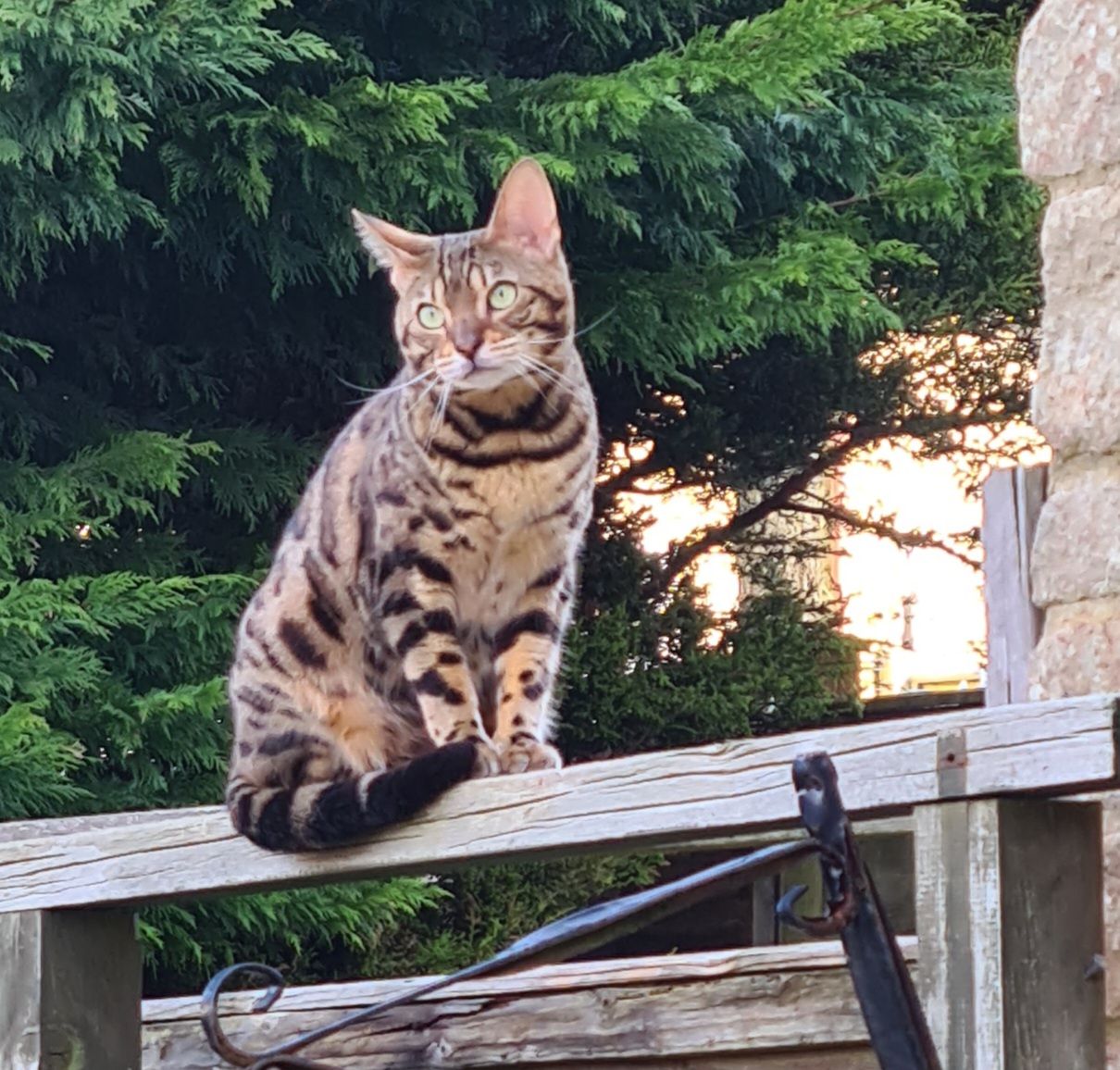 Jasmine - Foxes Close, Stroud