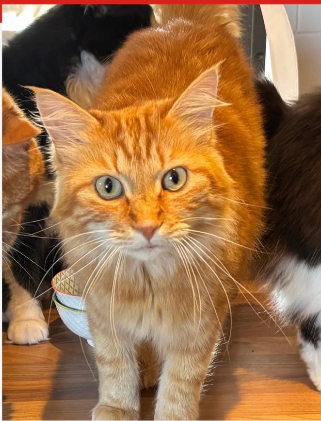 Georges - 138 Chemin de Miquelon, Mouguerre