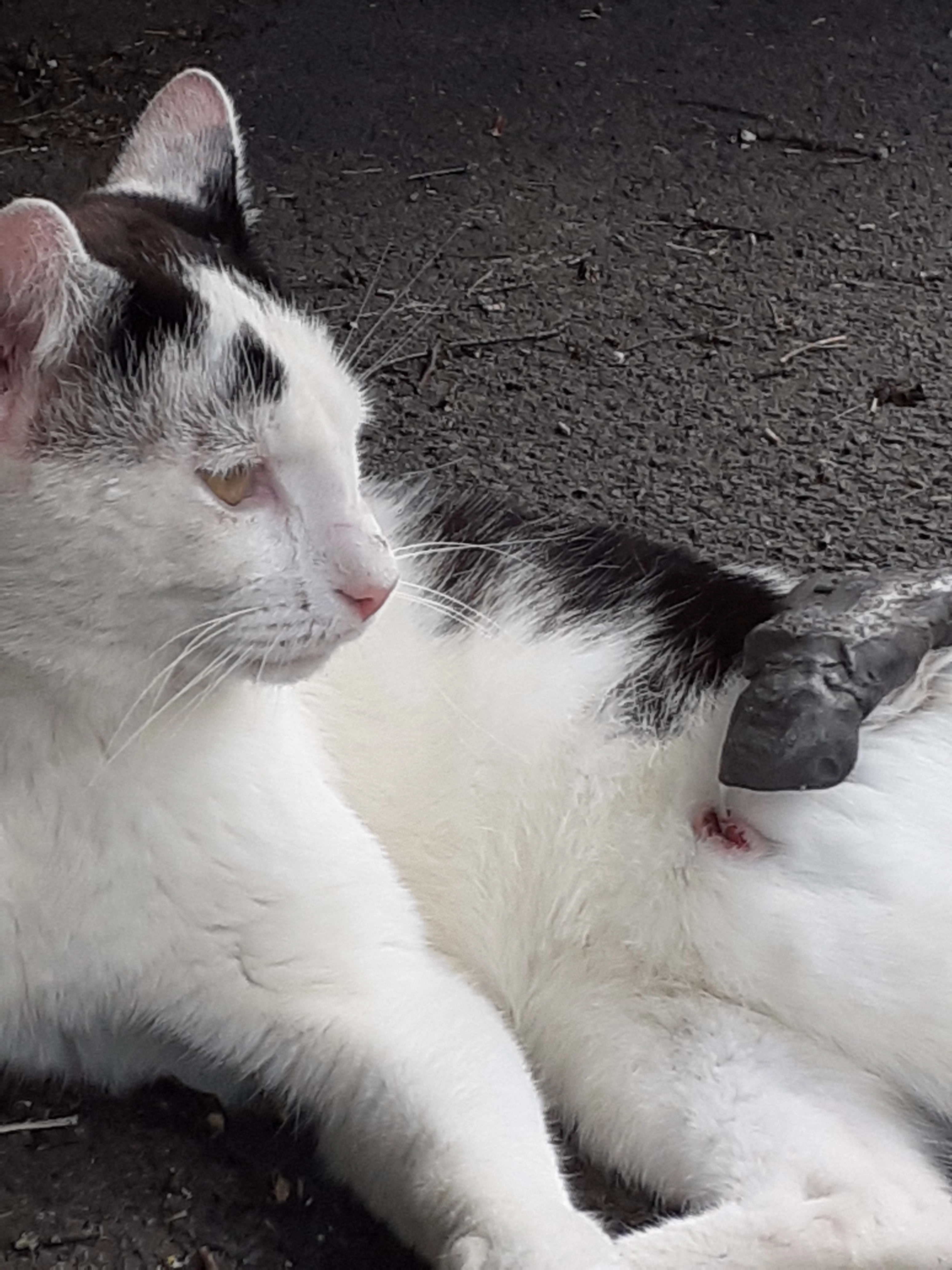 Minoi - Avenue Nicolas Defrecheux, Verviers