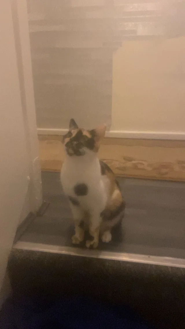 Milo - Kashmir Road, Leicester