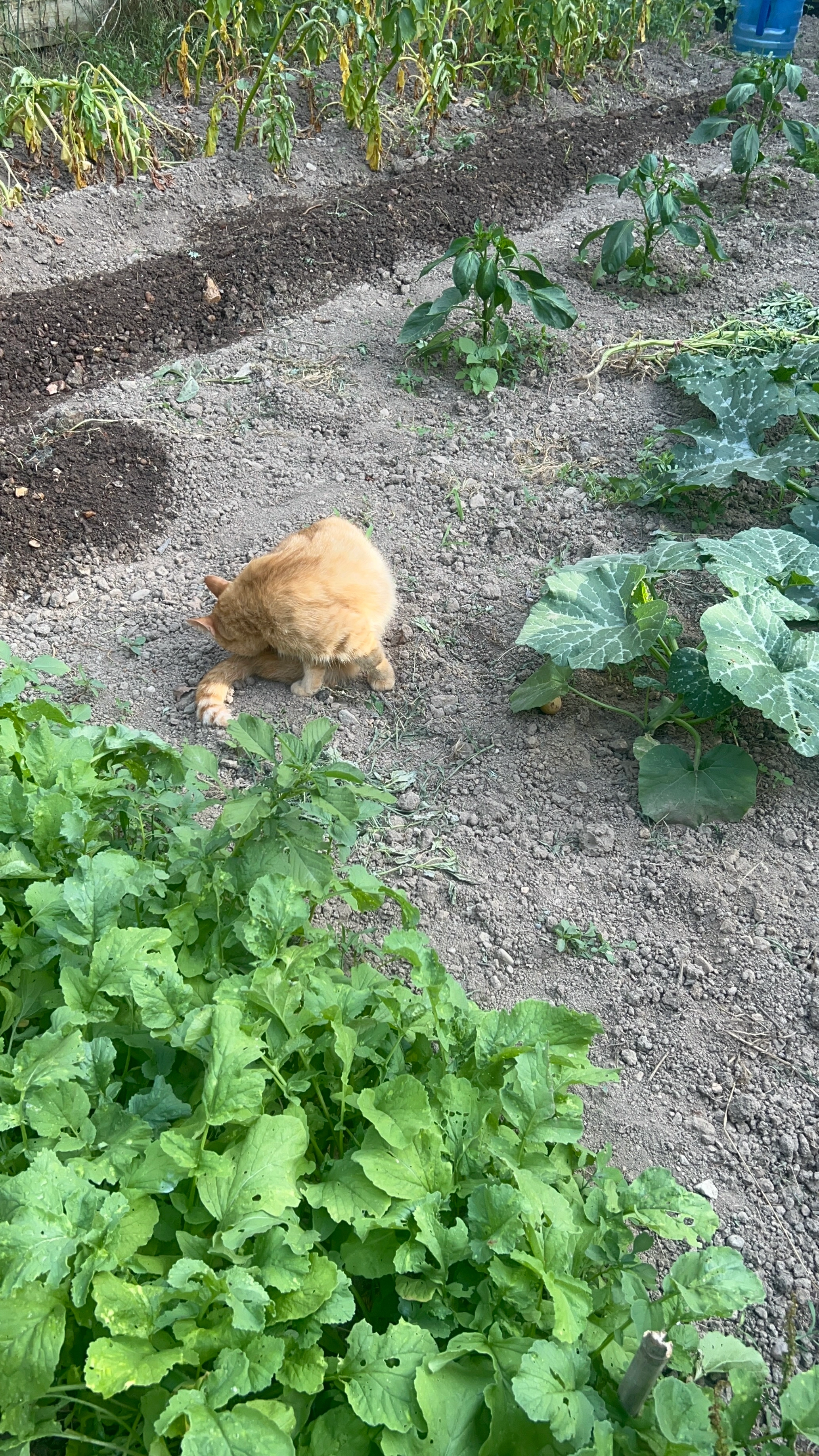 Jupiter - Les Gambelles, Missillac