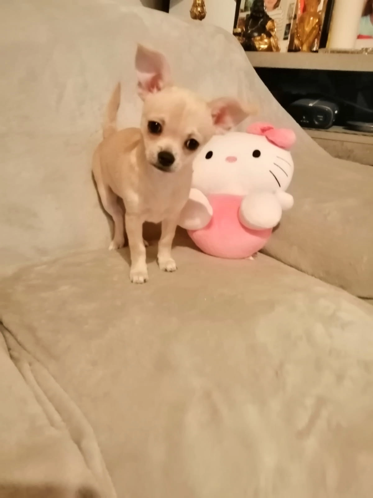 Venus - 7 Rue Hippolyte Fontaine, Tourgéville