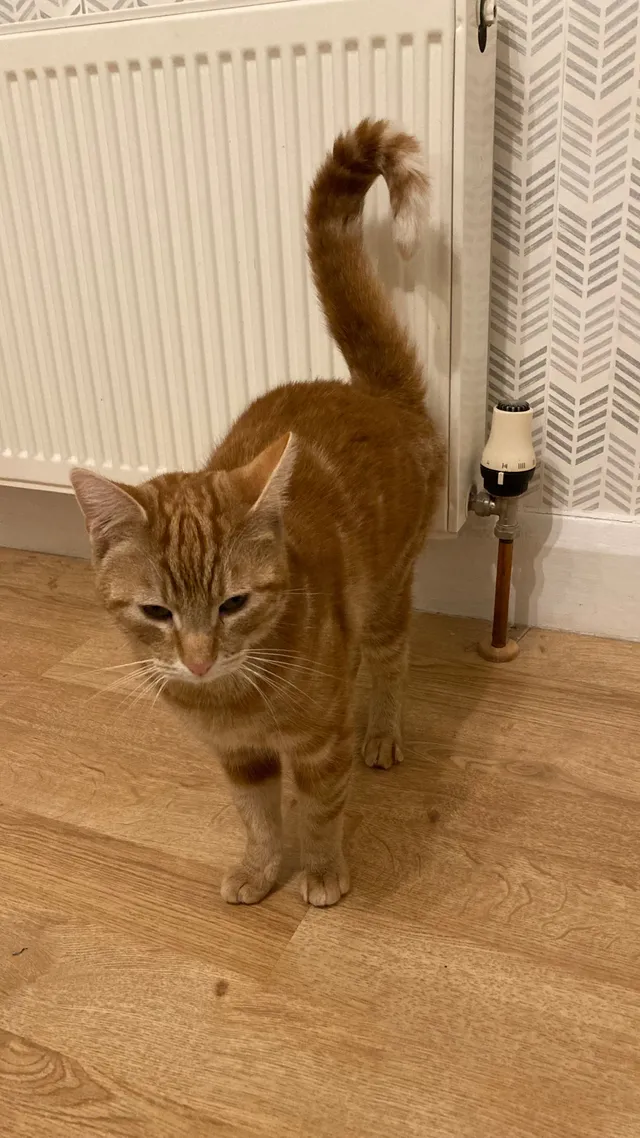 Bertie - The Crest, Waltham Cross