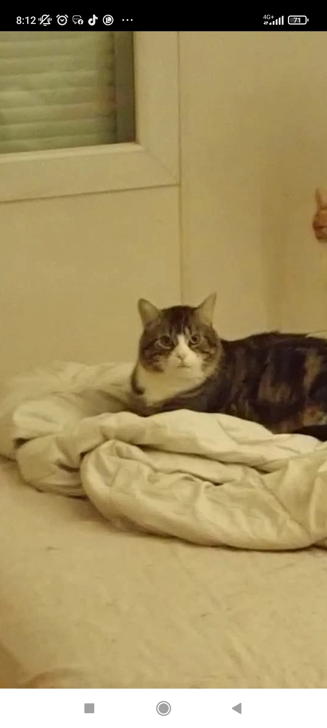 Titi  - 43 Avenue François Verdier, Albi