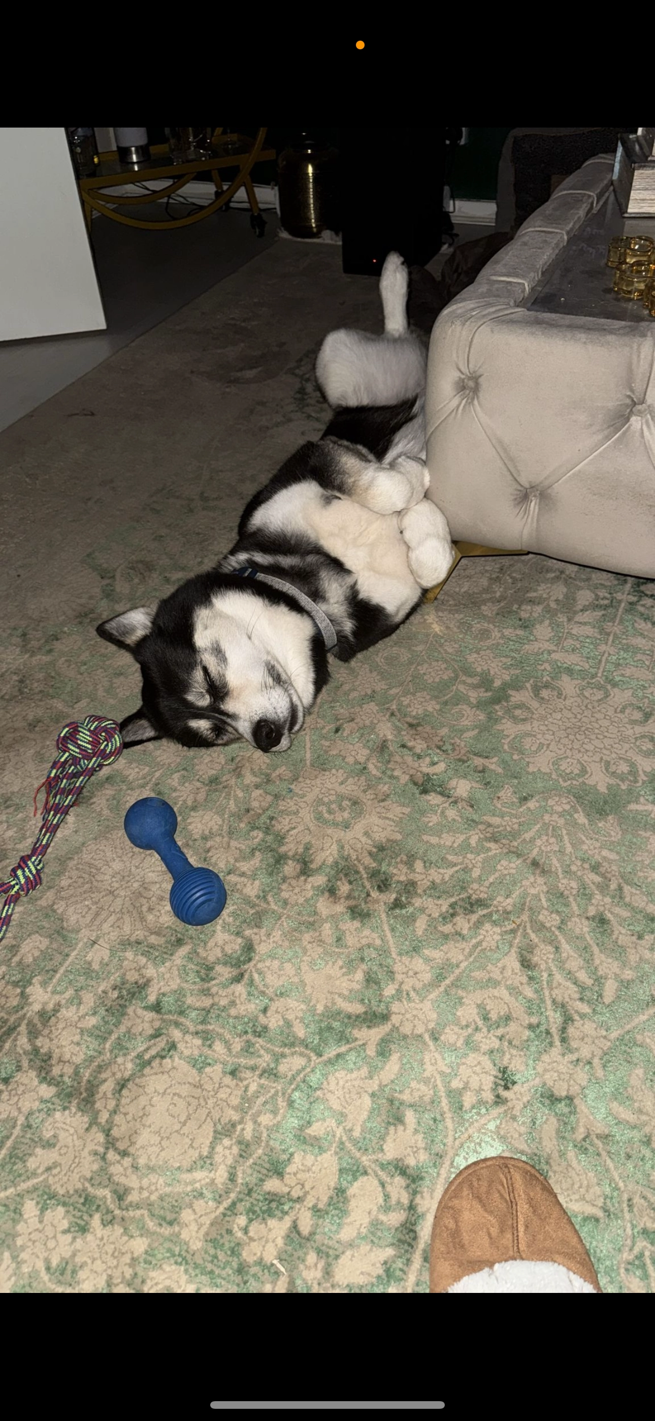 Oscar - Buckingham Avenue, Greenford