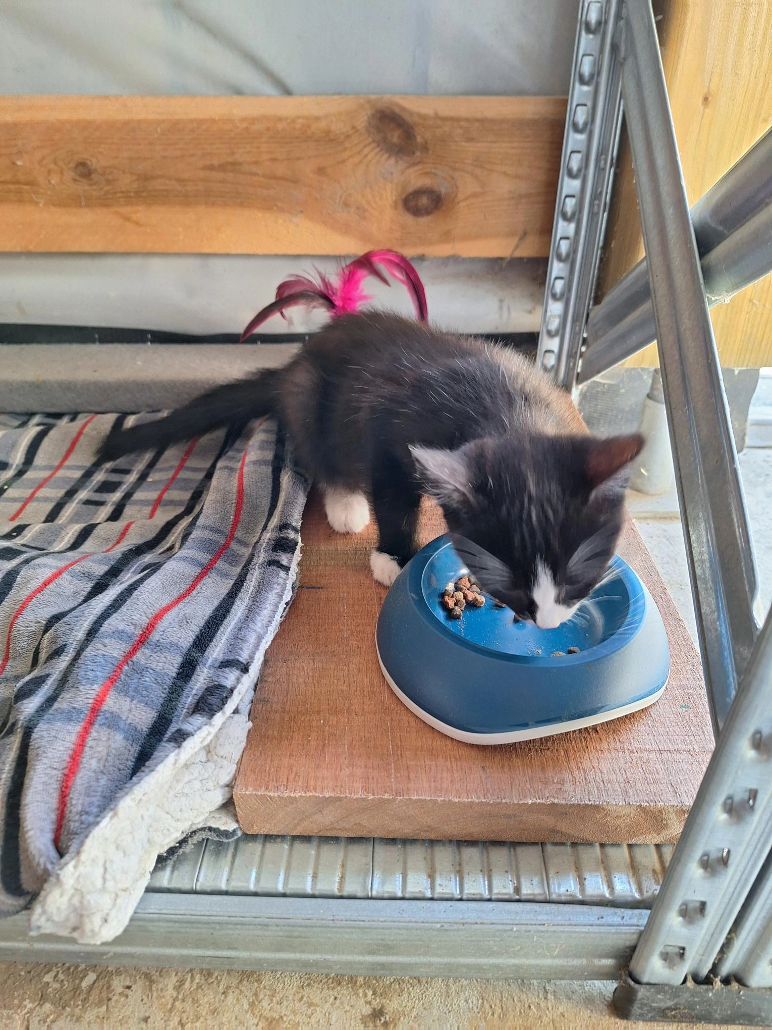 Mickey - Pollepelbronstraat 12, Edingen