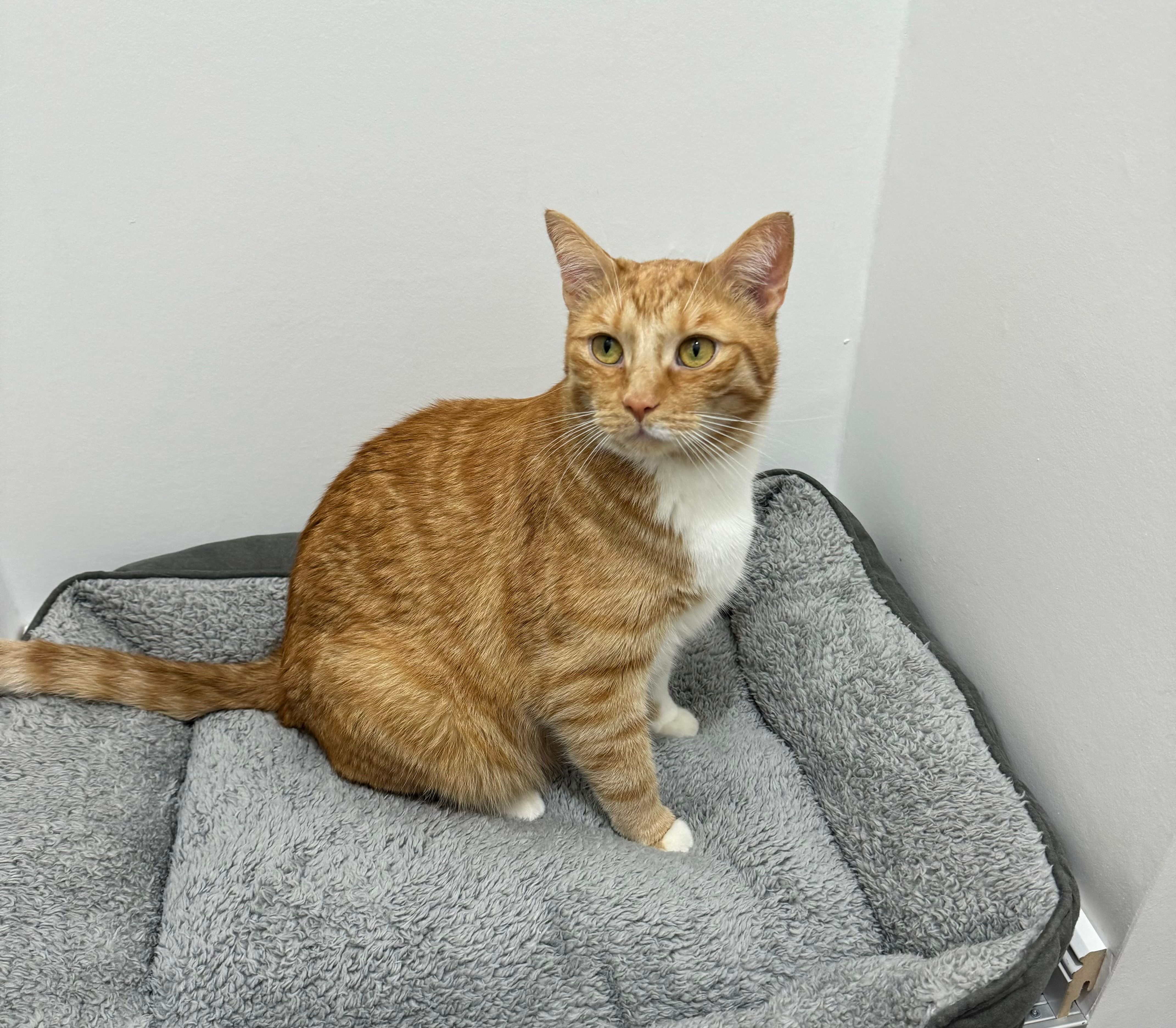 Paco - Hellgraben, Aschersleben