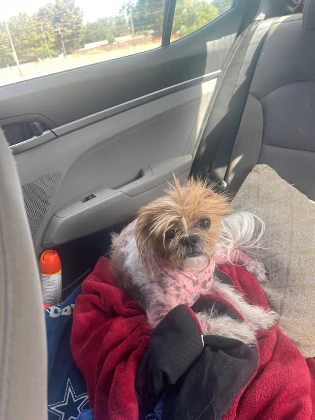 Hatchi  - 901 S Glenbrook Dr, Garland