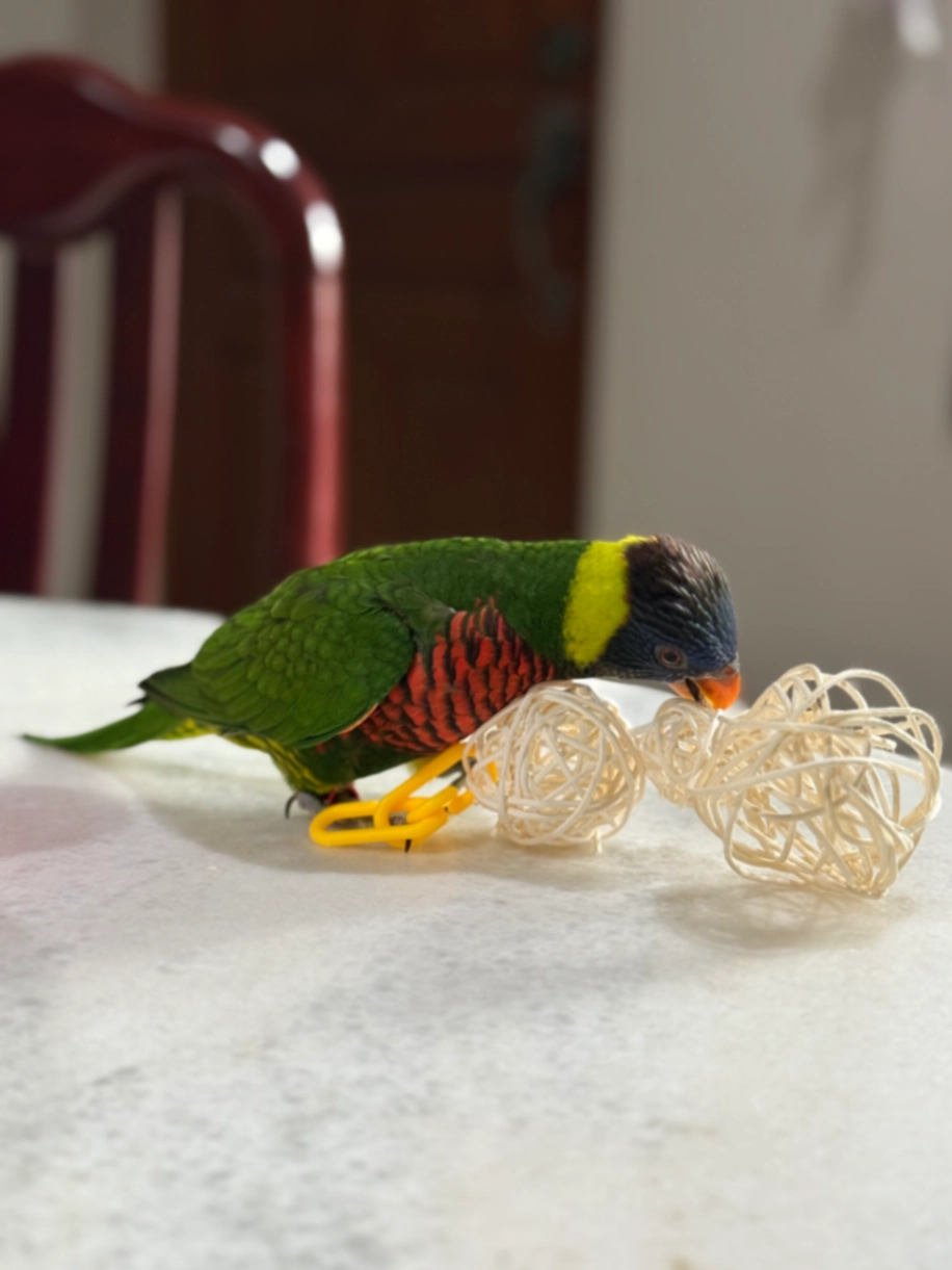 Pipit - Jalan Pahlawan, Taman Tasek