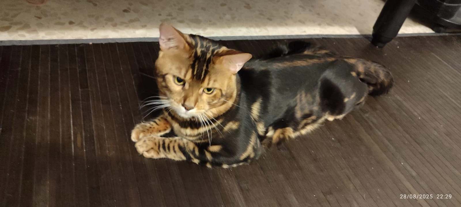 Phil - Calle Puerta del Sol, Bormujos