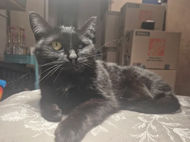 Carmilla (answers to Stinky) - 601 Case Ave, Saint Paul