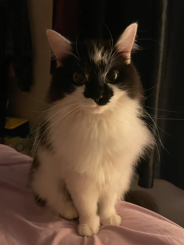 Oreo - Thomas Cribb Mews, London