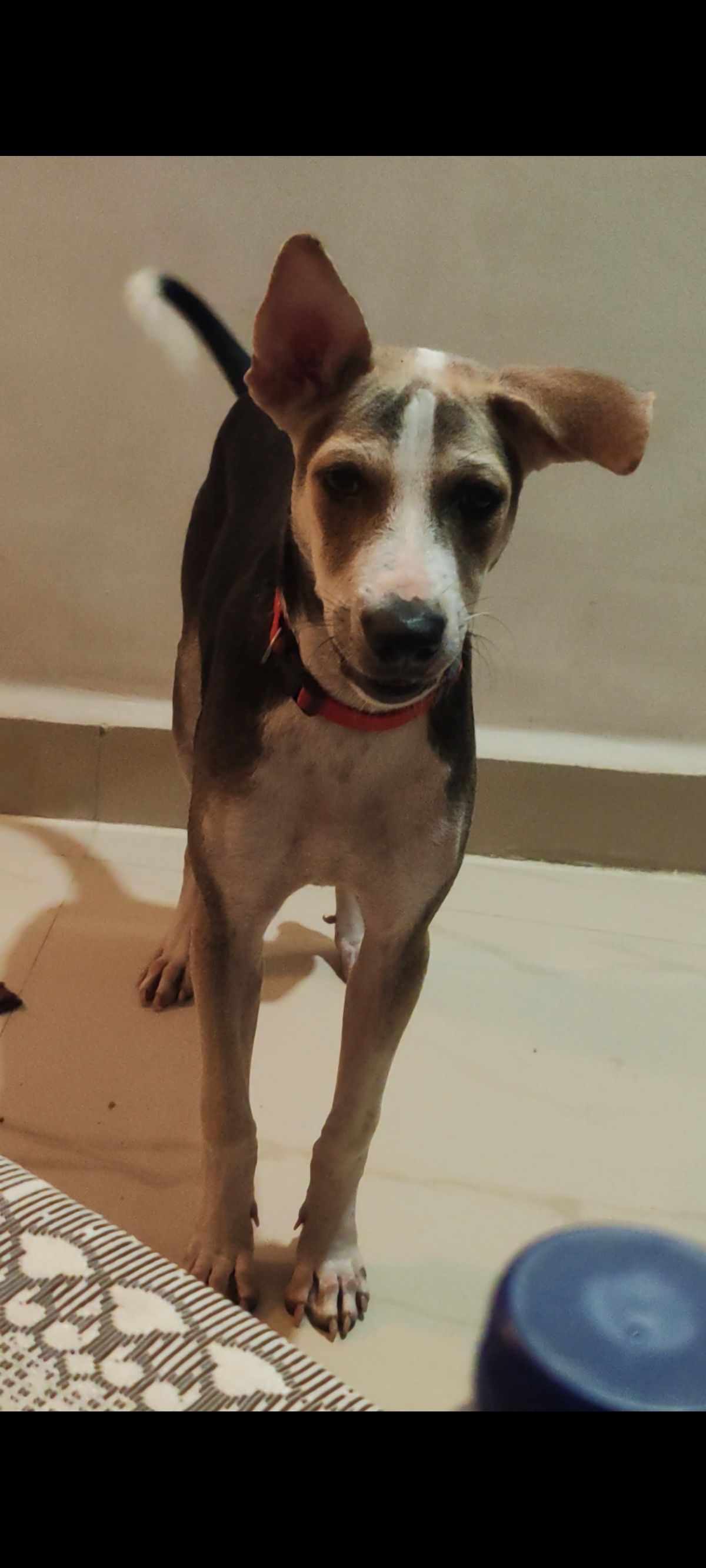 Tuffy - Khar Danda Bazar galli, Khar west., Mumbai