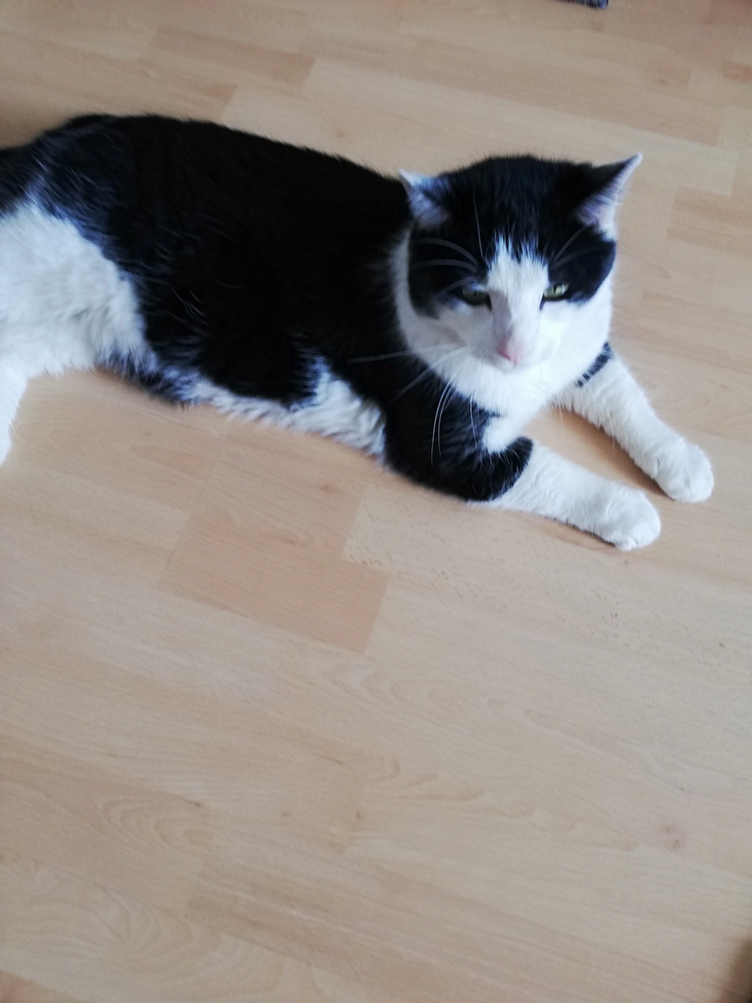 Friz - Karl-Schmidbauer-Straße, Bad Griesbach im Rottal