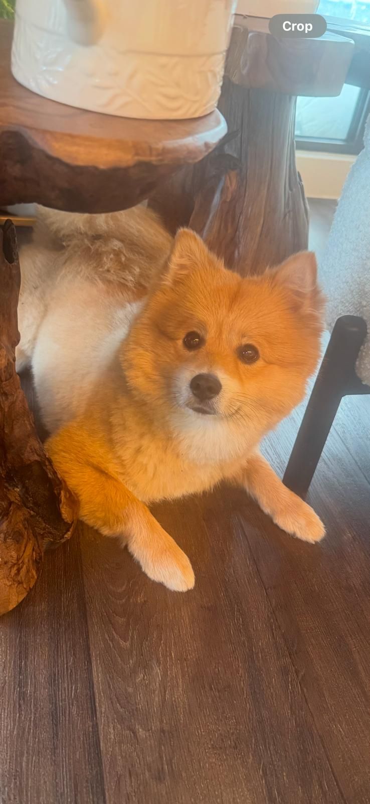 Peddy - HA8 6, Edgware