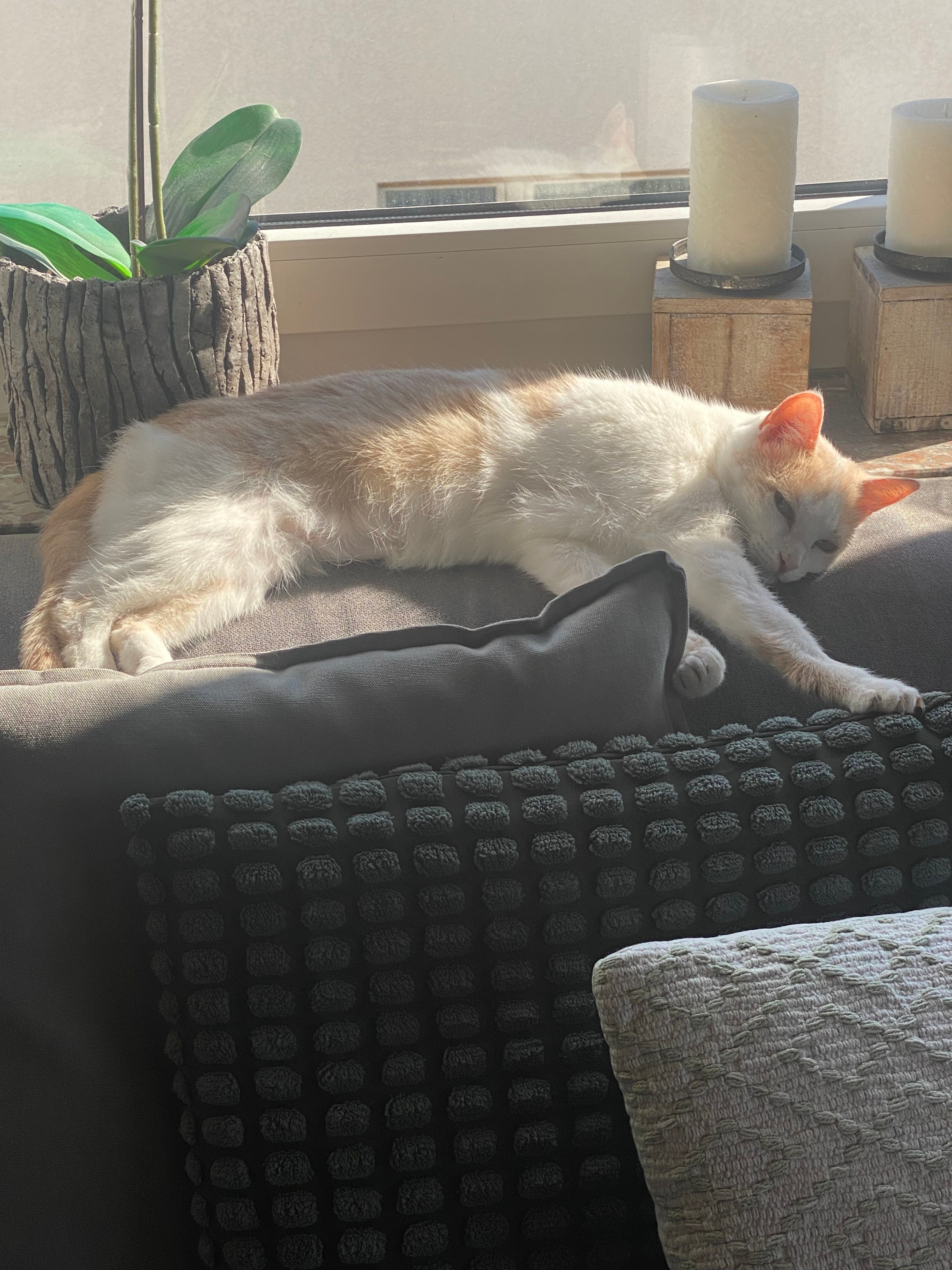 Holly - Gießener Straße, Gießen