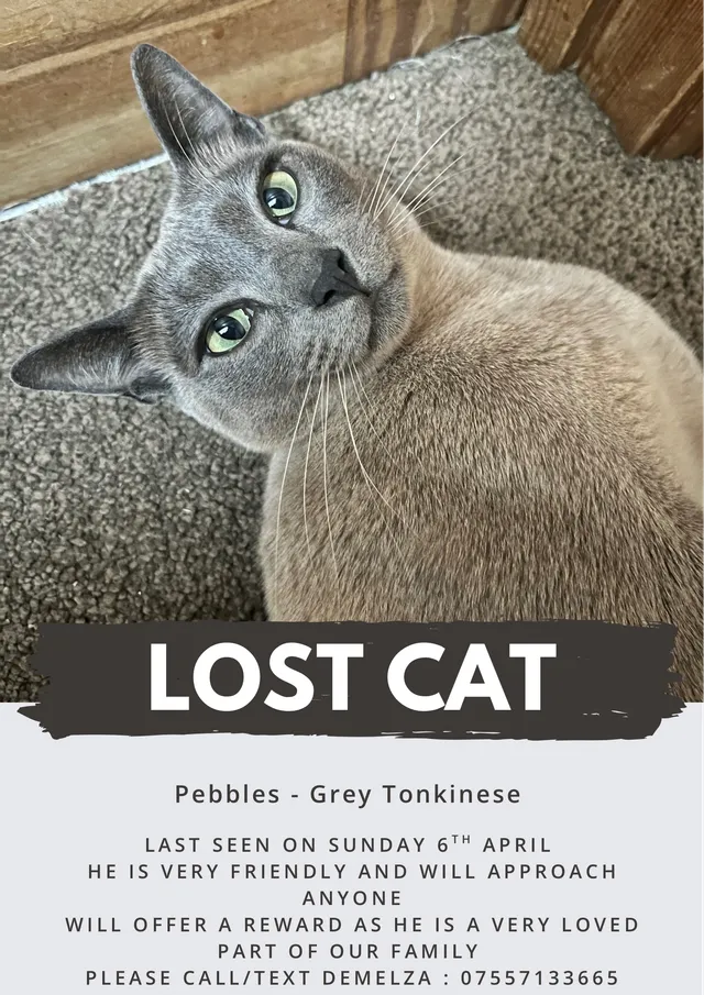 Pebbles  - Westfield Rise, Brighton
